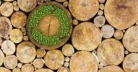 Honduras to certify wood products exported to the EU