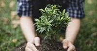 Carbon Credits Law