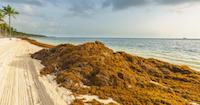EU joins forces with the Dominican Republic to make sargassum an economic opportunity 