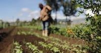 Guatemala´s Agricultural Transformation: Investment Opportunities and Impact 
