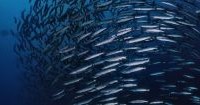 Nicaragua Moves Closer to Sustainable Oceans with Fisheries Subsidies Agreement