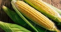Mexico´s position in the USMCA corn dispute