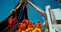 Fishery is sanctioned for false advertisement 