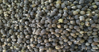 Paraguay considering legislative ammendments to existing legislation on seeds and plant breeders rights