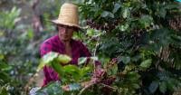 Honduran Coffee: Balancing Sustainability and Small Farmers in the EU Market