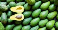 Venezuela: Yaracuy avocado Receives Protected Geographical Indication Certificate