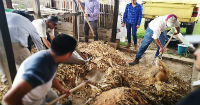 Strengthening agriculture with a million jobs