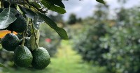Avocados commercial expansion and brand certification, a goal for Nicaraguan producers
