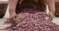 Reactivation of the Cacao de Carenero Geographical Indication Council