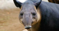 Proyecto Tapir Nicaragua