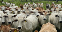 Bolivia poised to increase importance in the beef market