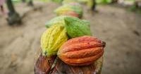 Venezuelan Products to Receive Protected Geographical Indication Status