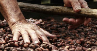 Nicaragua capitalizes on market need of fine cocoa 
