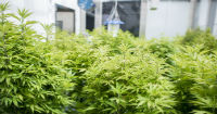 Three foreign companies apply for medicinal cannabis patents in Peru