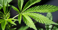 Medicinal Cannabis in Paraguay: regulatory framework for licensing