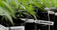 Cannabis industry strengthens