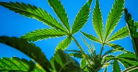 Honduras ready to discuss cannabis legalization