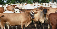 Strategic plan for the growth of Paraguayan meat exports