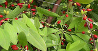 Traditional use of coca