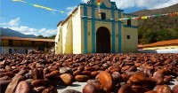 The success of Chuao Cocoa Bean