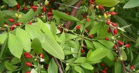 Kokabol, a new trademark for commercialization of coca leaf and medicinal plants