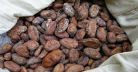 Collective Mark for cacao producers