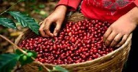 Sustainable and gender-based coffee from Honduras to Ethiopia