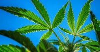 Costa Rica approves medical marijuana bill