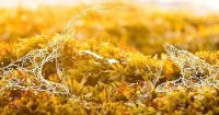  Guzmán Ariza takes part in the first meeting of the working group for the sargassum valuation plan in the Dominican Republic