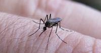Biodegradable Medicine Against Dengue, Zika & Chikungunya