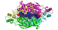 Enzymatic Removal of Steryl Glycosides