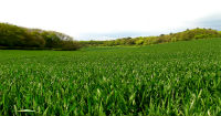 Purchasing Farmland in Paraguay