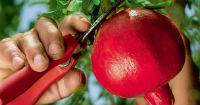 Peruvian national food brand achieves business records in Europe