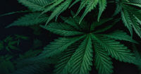 Successful assistance on obtaining the medical Cannabis license for Brazilian company