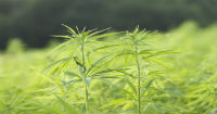Costa Rica considers hemp cultivation