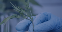 Use of HEXOCBD to sell CBD products