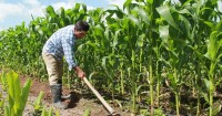 Productive alliances promote rural agricultural competitiveness in Honduras