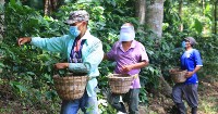 Coffee and cocoa farmers in Honduras to increase access to global markets