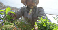 Paraguay aims to protect its sweet herb as an appellation of origin