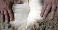 Uruguay XXI launches wool brand for global reach