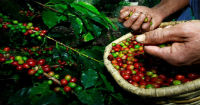 First Global Auction of Specialty Coffee 