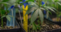 Peru issues regulatory guidelines for medical cannabis