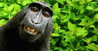 Monkeys can't own copyrights