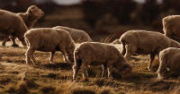 Patagonian Lamb acknowledged as Geographical Indication 