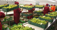 Table grapes exports positioning Peru