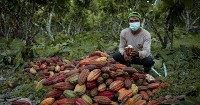 Peru and Brazil will promote research to improve the quality of cocoa