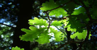 The plant lamp, a revolutionary invention for Peru