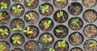 The UPOV system for plant variety protection in Nicaragua