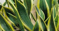 Costa Rica develops new variety of the mother-in-law's tongue