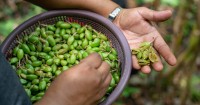 Supporting sustainable incomes for farmers in Guatemala